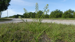Lepidium virginicum menziesii