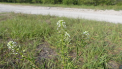 Lepidium virginicum menziesii