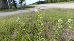 Lepidium virginicum menziesii