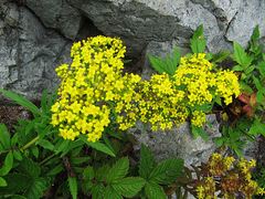 Patrinia rupestris