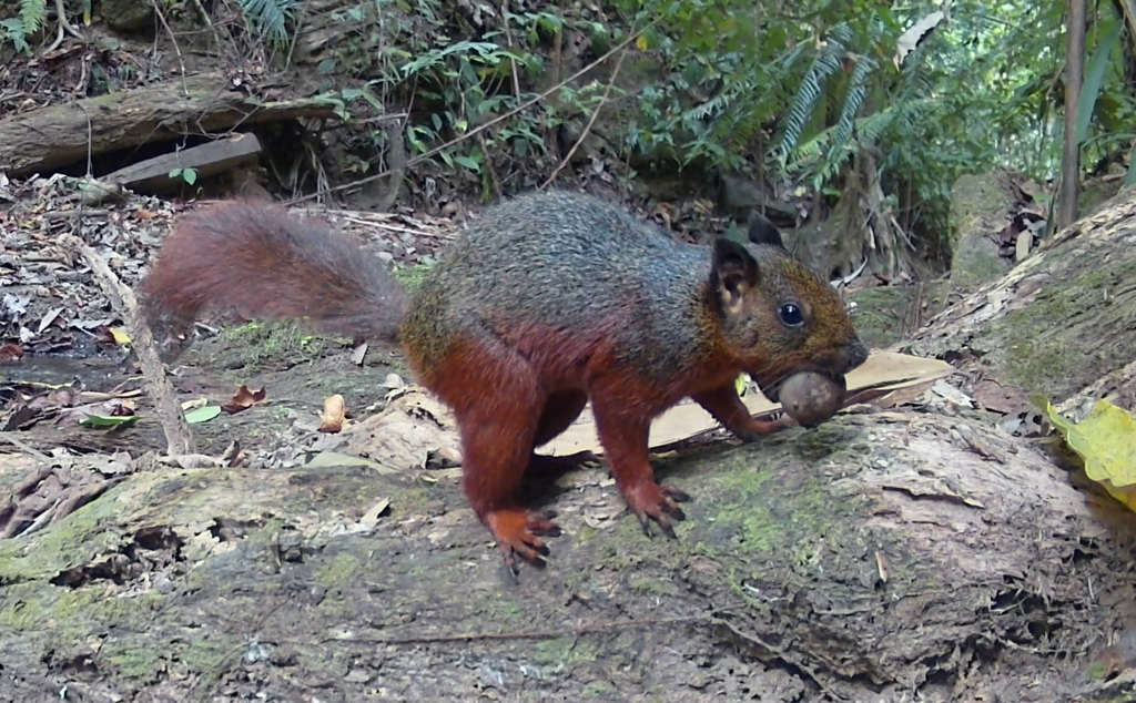Sulawesi Giant Squirrel