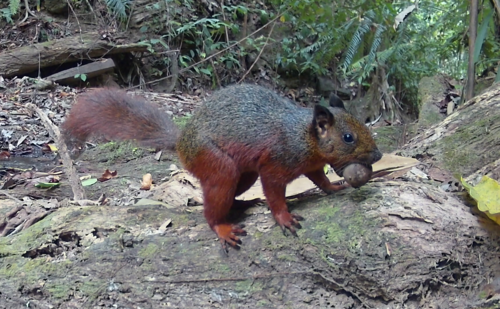 Sulawesi Giant Squirrel (Rubrisciurus rubriventer) — Least Concern Mammalia