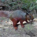 Sulawesi Giant Squirrel - Photo (c) Jan Möhring, some rights reserved (CC BY-NC), uploaded by Jan Möhring