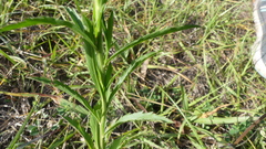 Lepidium virginicum menziesii
