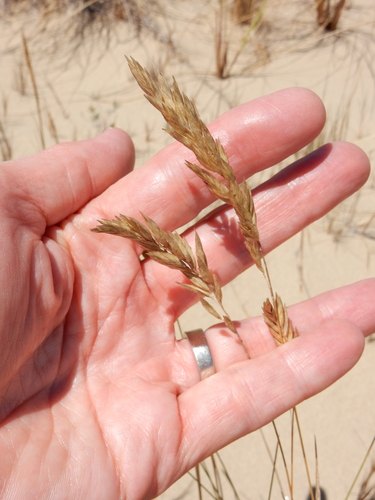Image of Poa macrantha by (c) Ed Alverson, some rights reserved (CC BY)
