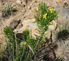 Euryops spathaceus