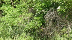 Passerina ciris ciris