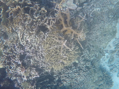 Porites porites