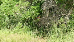 Passerina ciris ciris