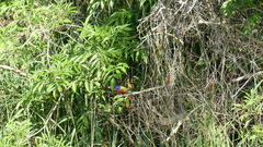 Passerina ciris ciris