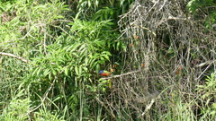 Passerina ciris ciris