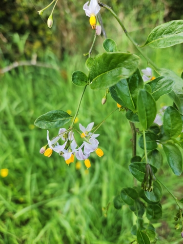 Solanum valdiviense, photograph 2