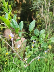 Solanum valdiviense, photograph Inao Vasquez, CC BY, iNaturalist via GBIF