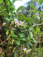 Solanum valdiviense, photograph Inao Vasquez, CC BY, iNaturalist via GBIF