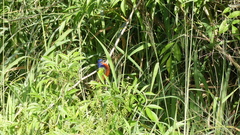 Passerina ciris ciris