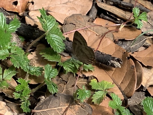 Dull-green Hairstreak