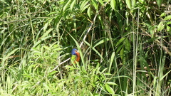 Passerina ciris ciris