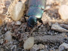 Harpalus distinguendus