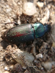 Harpalus distinguendus