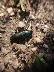 Harpalus distinguendus