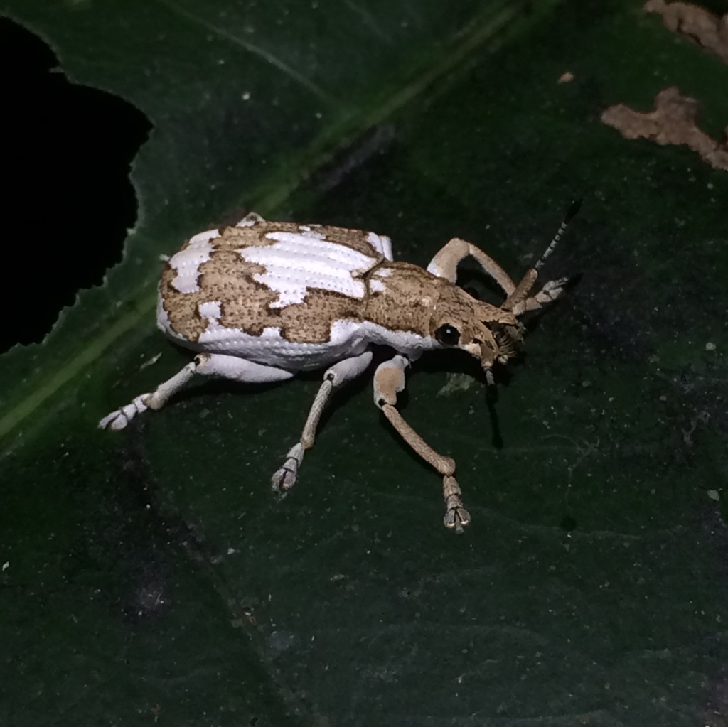 Compsus acrolithus