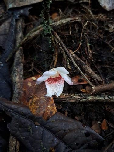 Lecythis pneumatophora S.A.Mori 4