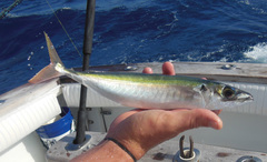 Decapterus