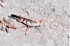 Spharagemon marmorata