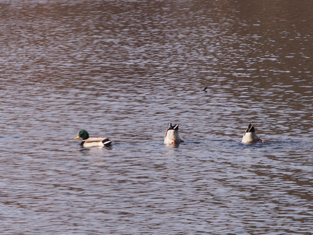 Mallard from Barton Pond, Wines, Ann Arbor, MI, USA on November 28 ...