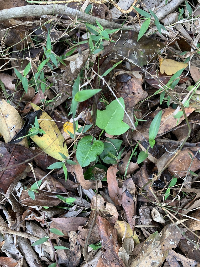 corkystem passionflower from Burpengary, QLD, AU on November 23, 2023 ...