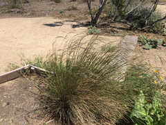 Nassella lepida