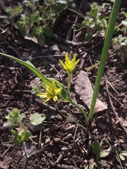 Gagea lutea