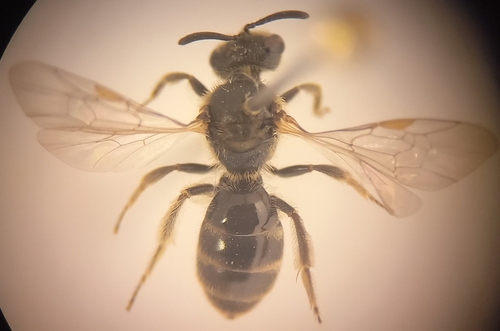 Chalk Furrow Bee
