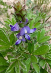 Lupinus bracteolaris