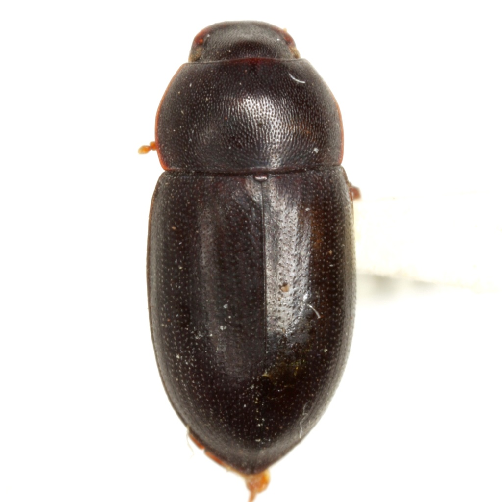 Hylocrinus