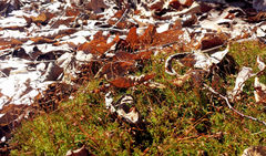 Ceratodon