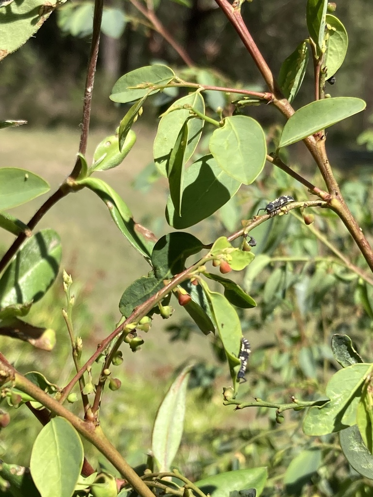 coffee bush from Burraneer Rd, Coomba Park, NSW, AU on November 30