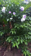 Brunfelsia grandiflora