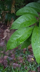 Brunfelsia grandiflora