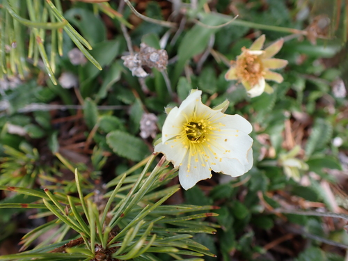 Hooker's eight-petal mountain-avens (Dryas hookeriana)
