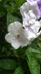 Brunfelsia grandiflora