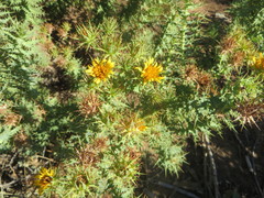 Berkheya cruciata
