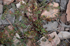 Euphorbia hyssopifolia image