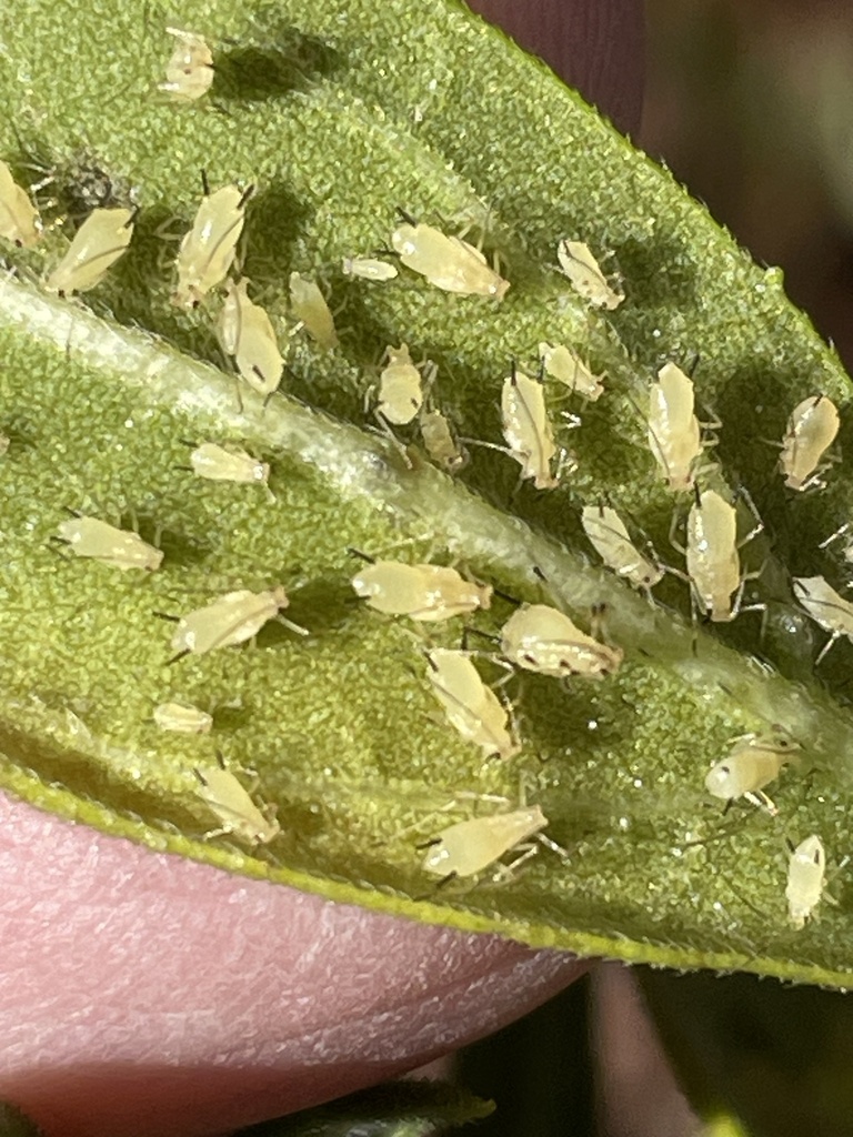 Uroleucon illini
