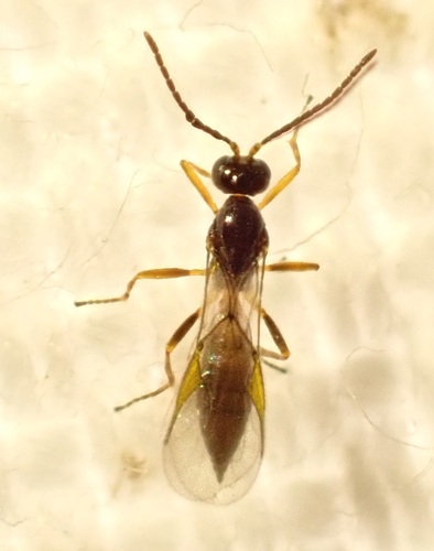 Diaeretiella rapae observed 2023-11-30