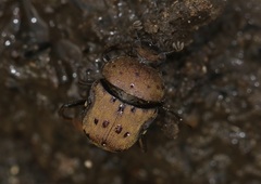 Gymnopleurus miliaris