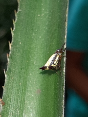 Micrathena plana