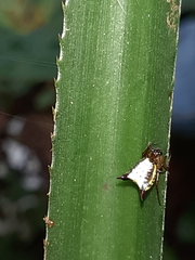 Micrathena plana