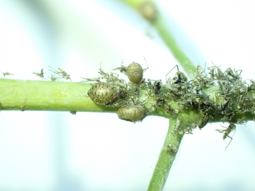 Diaeretiella rapae observed 2023-11-26