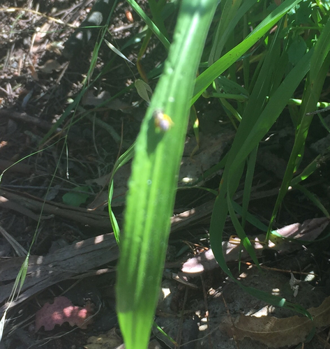 Halictidae